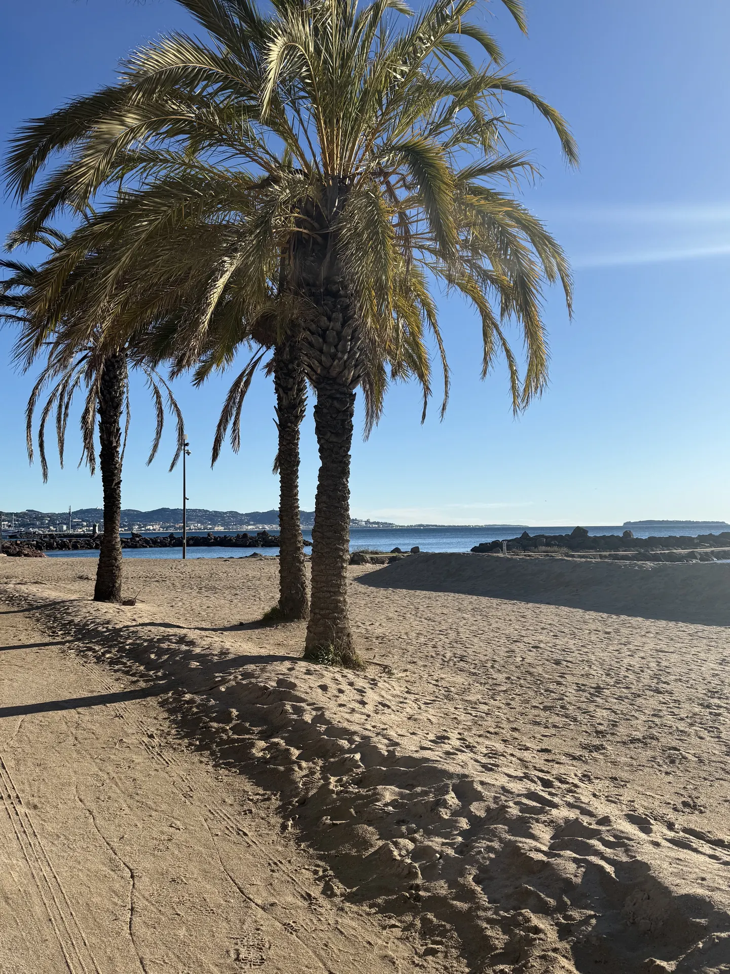 palmer på stranden